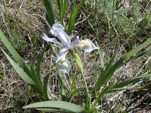GDMBR: Wild Iris.